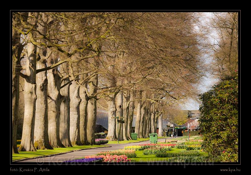 Keukenhof Hollandia 075.jpg